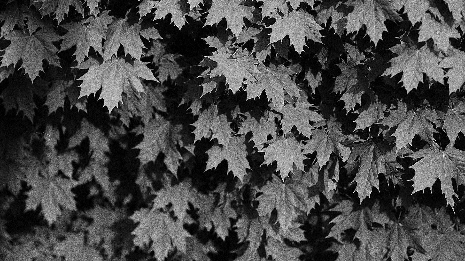 Rebbauverein Muttenz