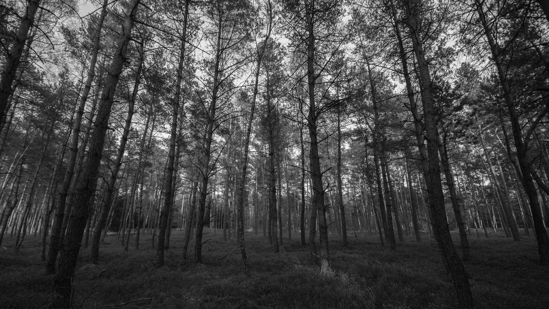 Rebbauverein Muttenz